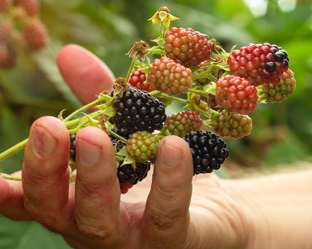 Mann, der gesunde natürliche Brombeere sammelt